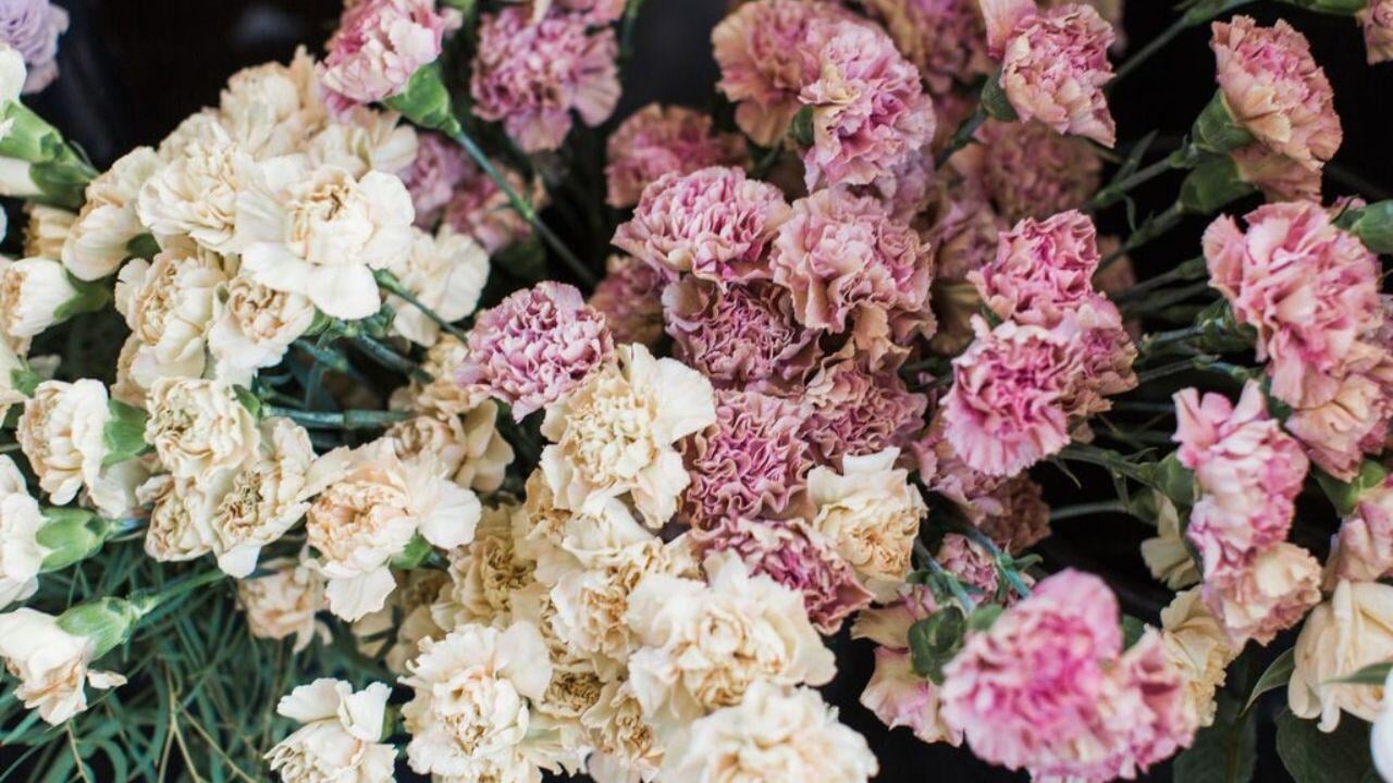 10 Different Types Of Carnations Everything You Need To 350x340