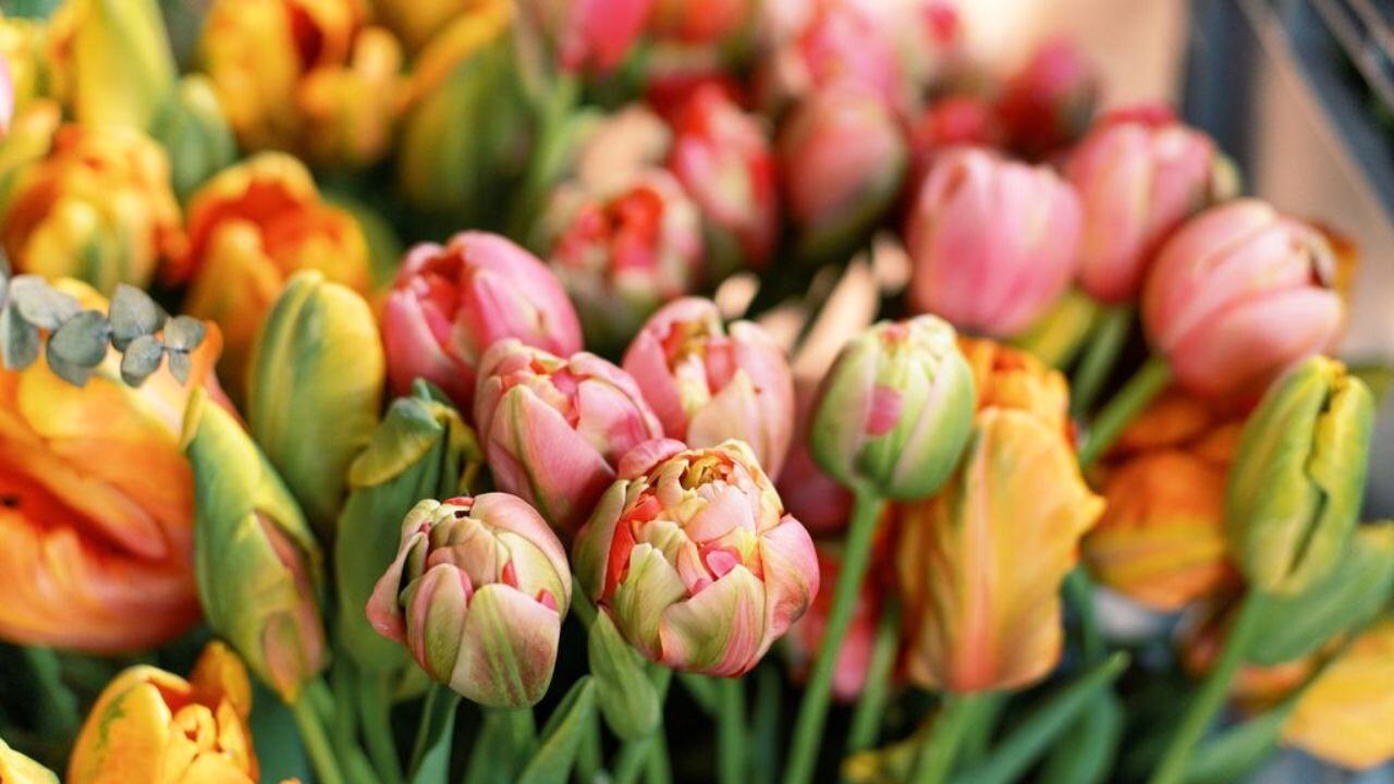 A Guide to Tulip Colors: Stunning Varieties and Their Meaning, image size:1280x720