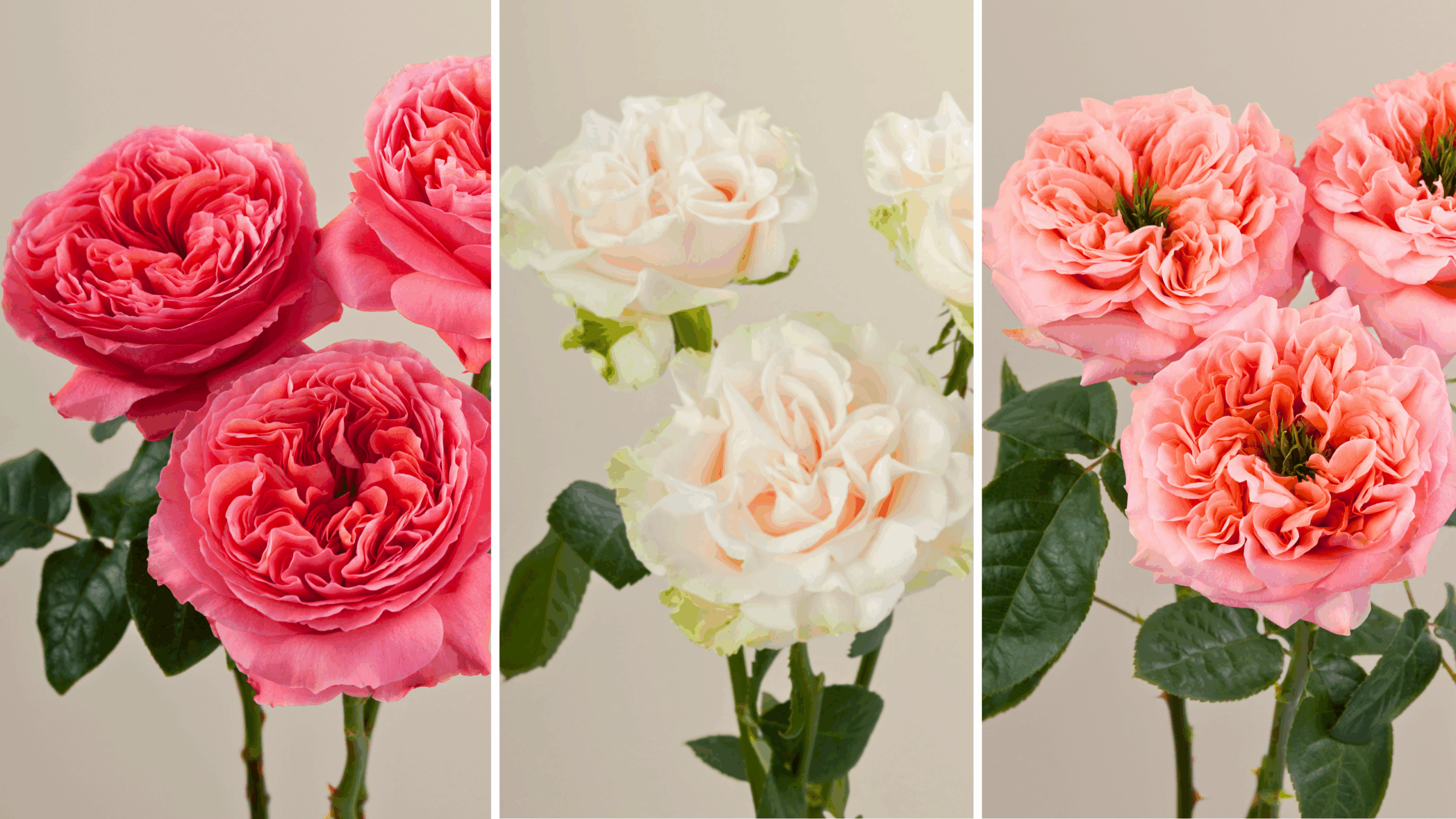 Meet the X-Pression® Family: A Garden Rose Series with Character