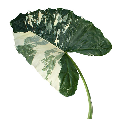 Alocasia Elephant Ears Variegated Small | Mayesh