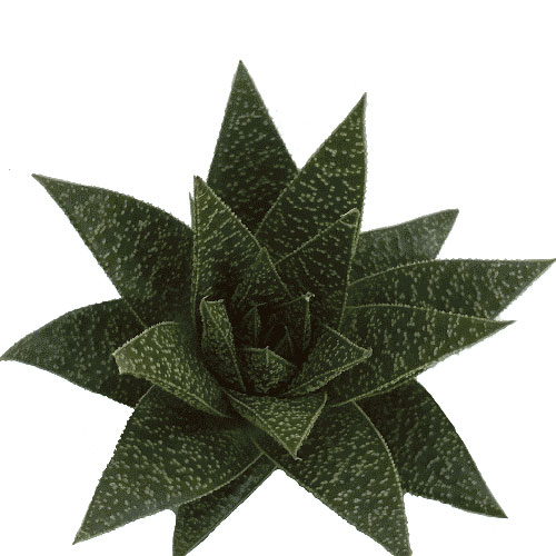 Aloe Vera-Cut Green | Mayesh