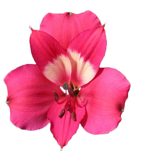 Alstroemeria Hot Pink Fancy | Mayesh