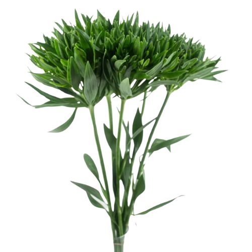 Alstroemeria Green Planet Green Super Select | Mayesh