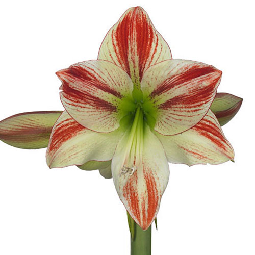 Amaryllis Ambiance Red/White 4B | Mayesh