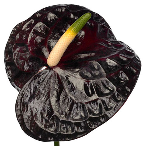 Anthurium | Mayesh