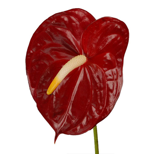 Anthurium Burgundy | Mayesh