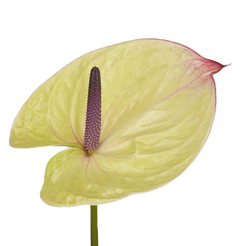 elephant ear plant for sale near me Calidora Elephant Ear (Persian Palm) main image 0