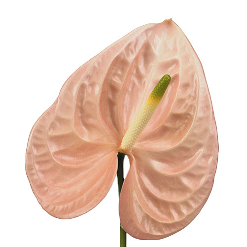 Anthurium Cheers Pink/Peach Small | Mayesh