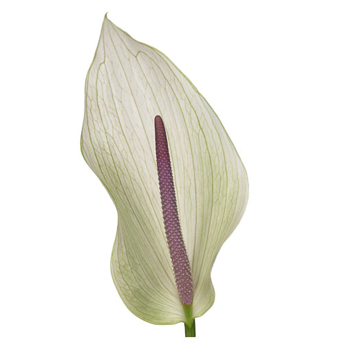 Anthurium Lumina White | Mayesh