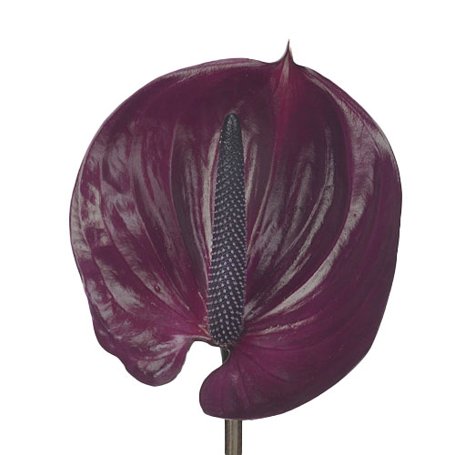 Anthurium Maravilla Purple | Mayesh