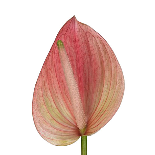 dark anthurium Anthurium Maroon (Nero)
