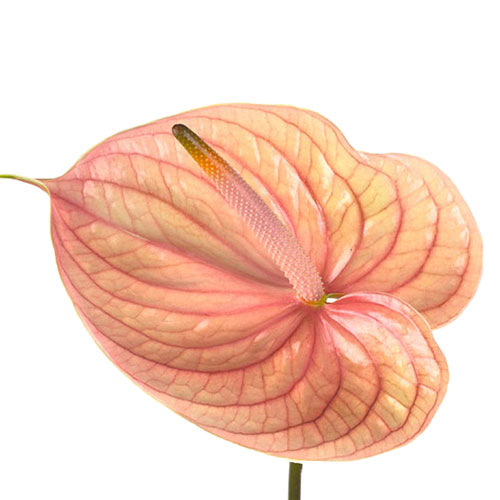 Anthurium Nunzia Pink/Peach | Mayesh
