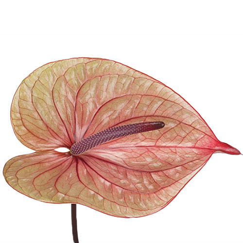 Anthurium Tequila Antique Pink Medium | Mayesh