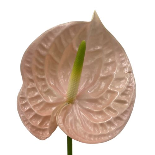 asiatic lily pink Elodie Double Asiatic Lily main image 0