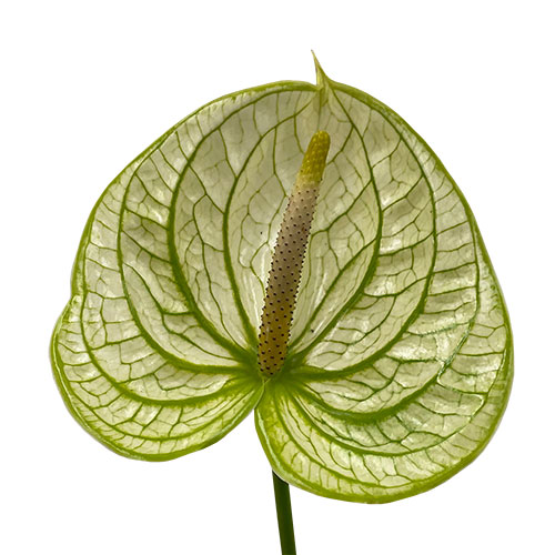 Anthurium Extase Green/White | Mayesh