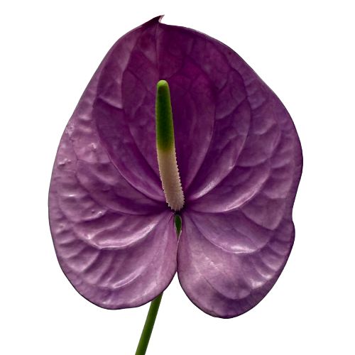 Anthurium | Mayesh