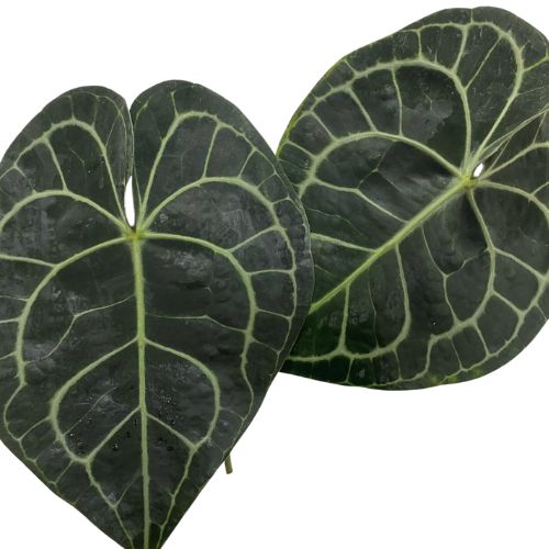 Anthurium Leaves Clarinervium Variegated | Mayesh