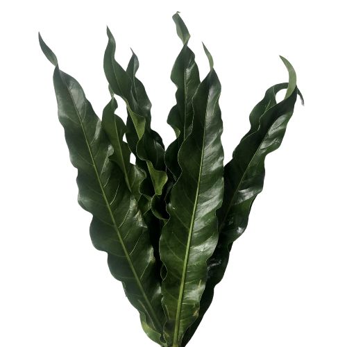 Anthurium Leaves Renaissance Green Medium | Mayesh