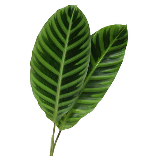 dracaena a Dracaena 