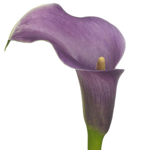 Velvet Lily
