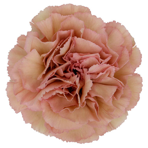 Carnation Creola Antique Pink Fancy | Mayesh