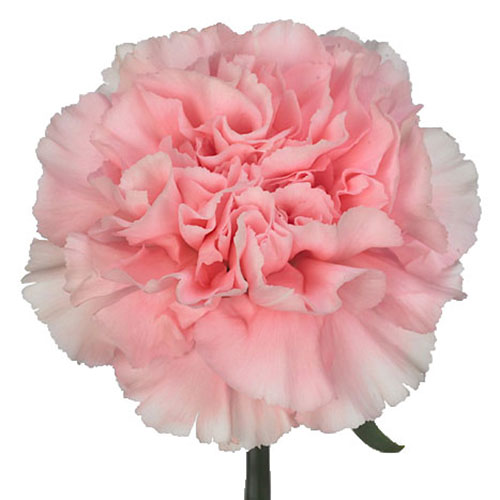 Carnation - Blush