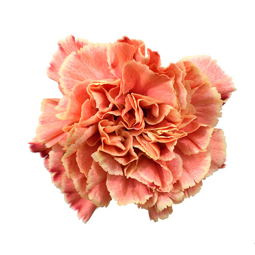 Carnation Tinted Minami African Sunset Peach/Orange Fancy | Mayesh