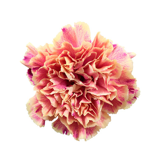 Carnation Tinted Minami Pink Pearl Peach/Hot Pink Fancy | Mayesh
