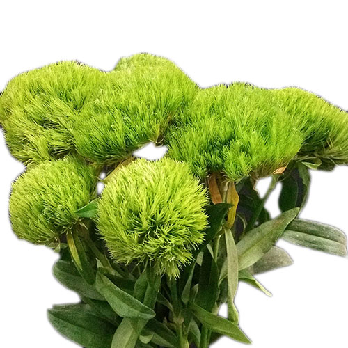 Dianthus Green Ball Green Fancy | Mayesh