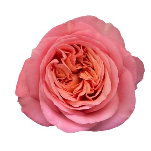 Rose Garden Pink X-pression Light Pink 70 cm | Mayesh