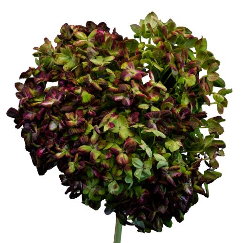 Hydrangea Antique Dark Purple/Green | Mayesh