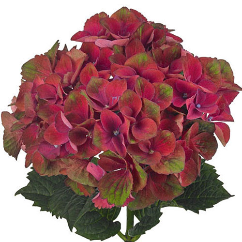 Hydrangea Antique Hot Pink/Green | Mayesh