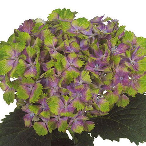 Hydrangea4937　0602 Cummins V Belt - 178691 - Shop Cummins