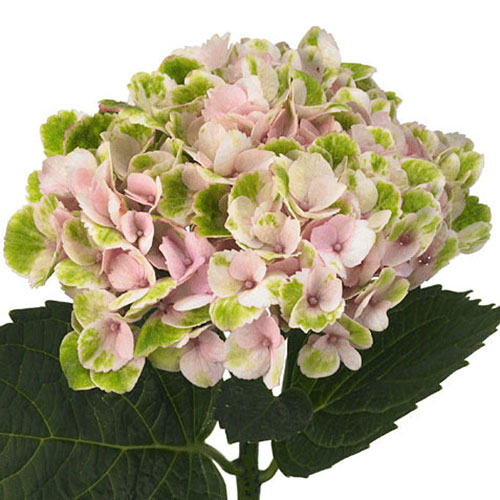 Antique Green Hydrangea