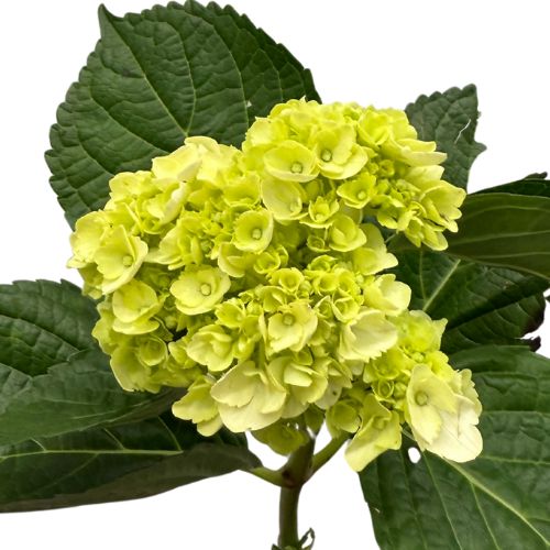 Hydrangea Antique Kiwi Green Medium | Mayesh