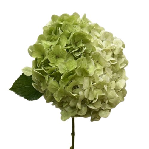 Hydrangea Antique White/Green | Mayesh