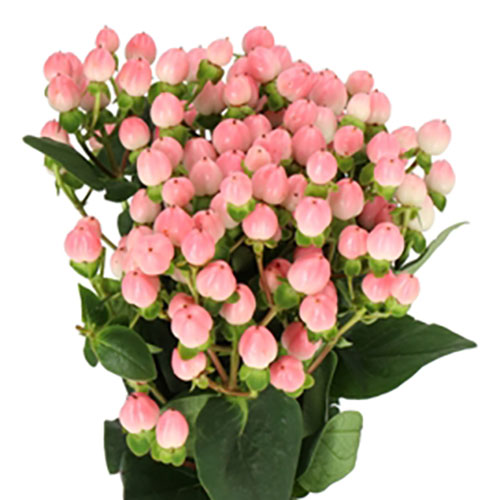 Hypericum Coco Casino Pink | Mayesh