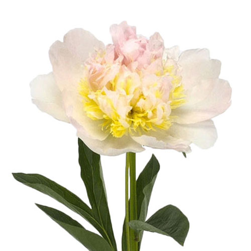 Peony Top Brass Light Pink Mayesh