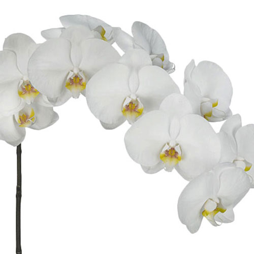 Phalaenopsis Orchid Bloom White | Mayesh