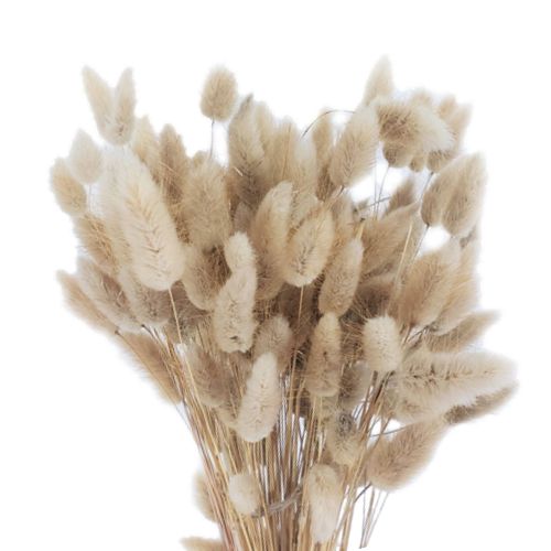 Preserved Bunny Tail Natural