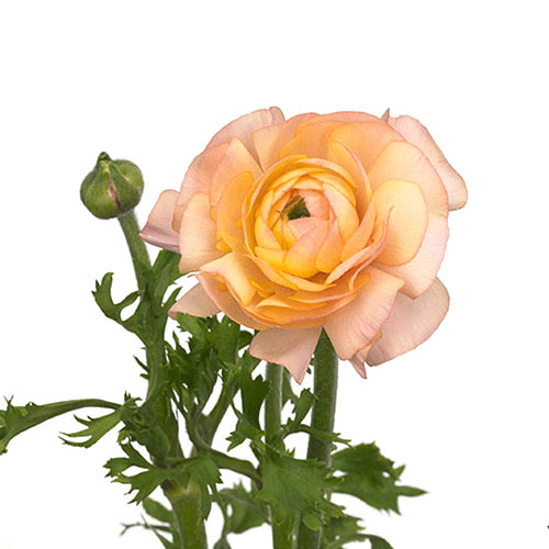 Peach Ranun Peach Ranunculus