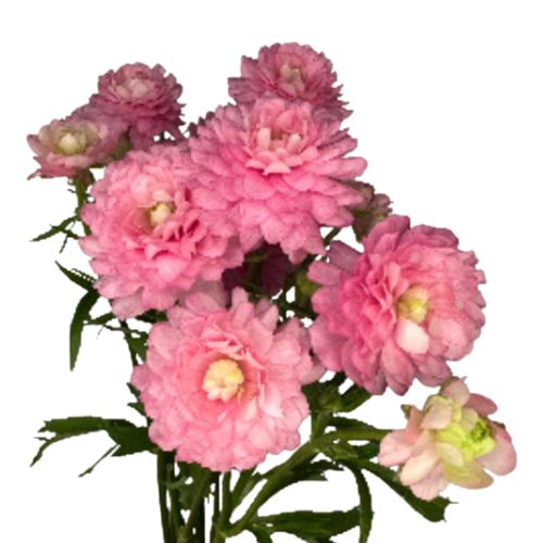 Ranunculus Spray Moderna | Mayesh