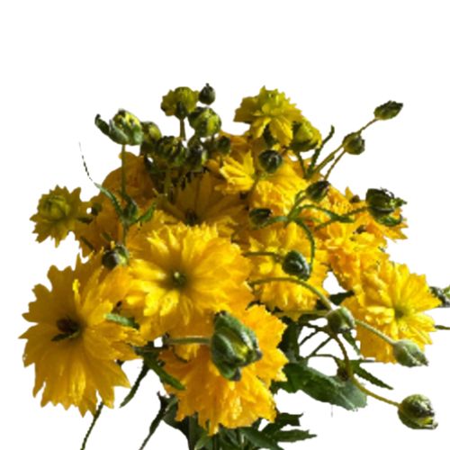 Ranunculus Spray Moderna | Mayesh