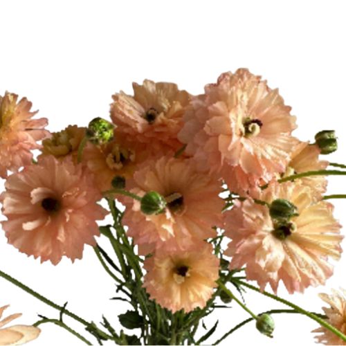 Ranunculus Spray Moderna | Mayesh