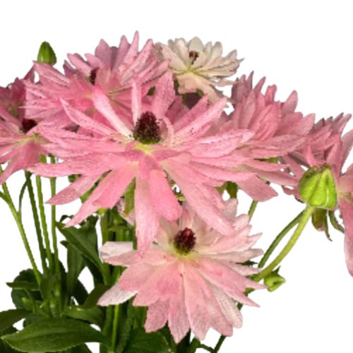 Ranunculus Spray Moderna | Mayesh
