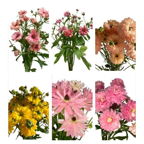 Ranunculus Spray Moderna | Mayesh