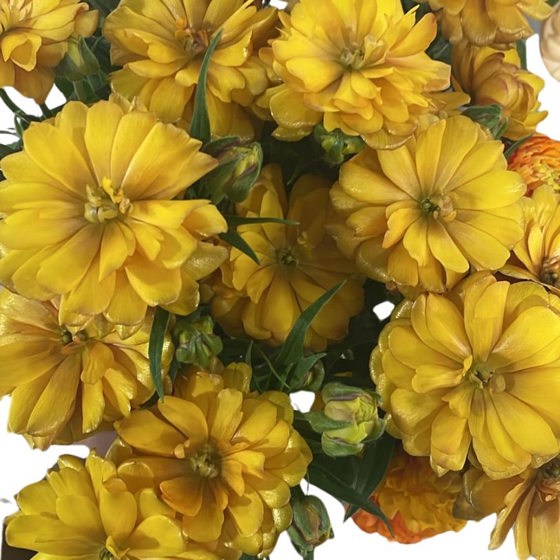 未使用級✨️23年 18,5万 フォクシー RANUNCULUS 40 メロン Ranunculus Spray Moderna | Mayesh