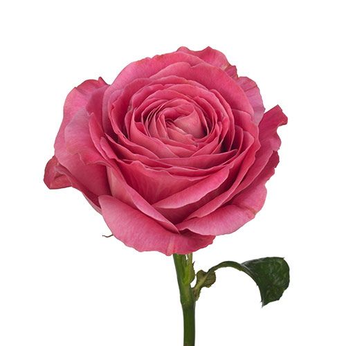 Rose All 4 Love Dark Pink | Mayesh