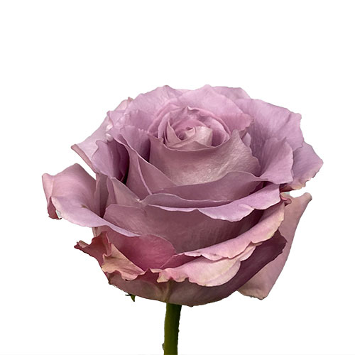 lavender roseさま専用 Rose Cooldown Lavender 60 cm | Mayesh