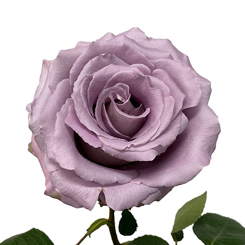 lavender roseさま専用 Rose Cooldown Lavender 60 cm | Mayesh